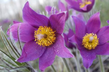 bahar çiçekleri kardelen