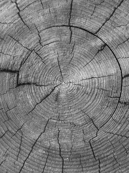 Strukturen på träet med årliga ringar — Stockfoto