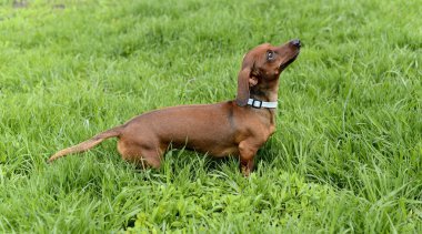 köpek doğurmak dachshund