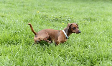 köpek doğurmak dachshund