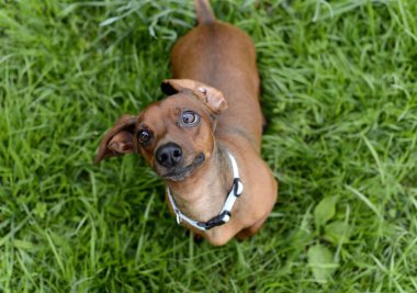 köpek doğurmak dachshund
