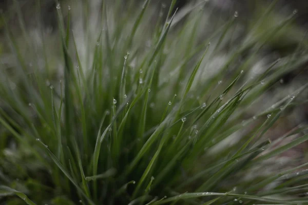 Ранкова роса на траві — стокове фото