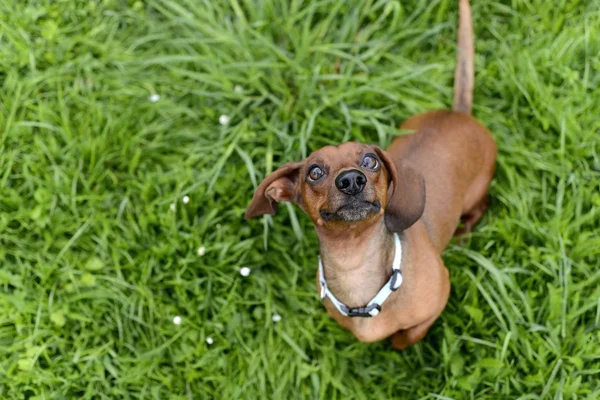 Raça cão dachshund — Fotografia de Stock