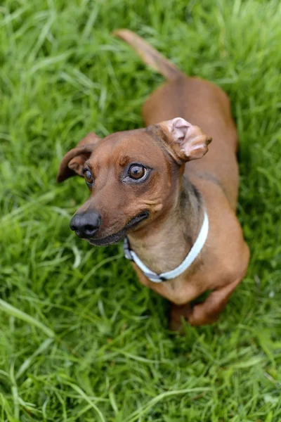 Hondenras Teckel — Stockfoto