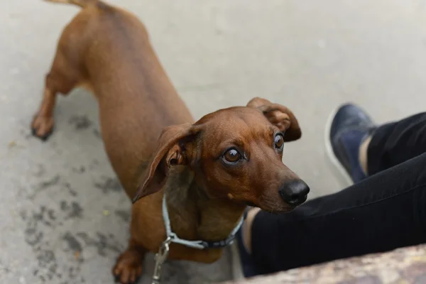 Raça cão dachshund — Fotografia de Stock