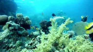 Hayvan, okyanusa hayatında.