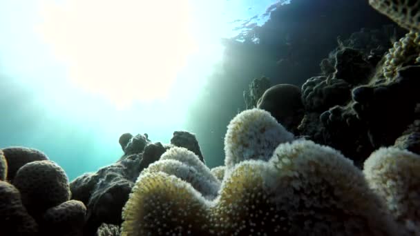 Snorkeling, La vita nell'oceano . — Video Stock