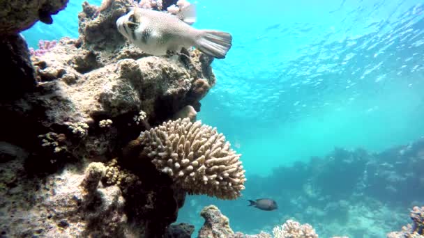 Natureza, Vida no oceano . — Vídeo de Stock