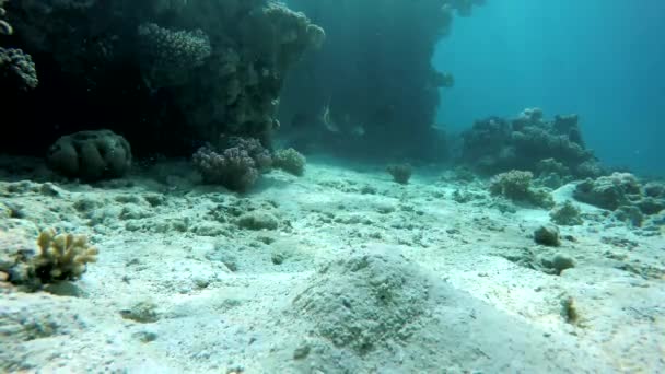 Marinha, Vida no oceano . — Vídeo de Stock