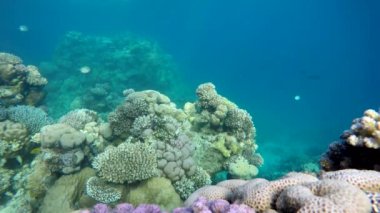 Deniz, okyanus hayatta.