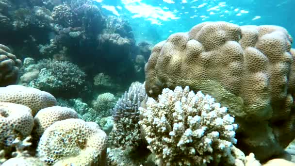 Corail, La vie dans l'océan . — Video