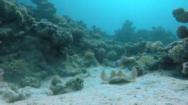 Sualtı dünya güzelliği.