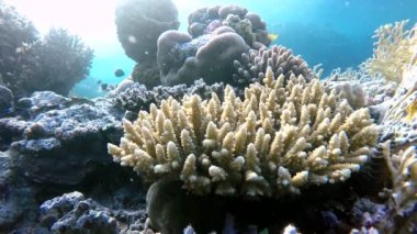 Mercan çiçekler. Mercan kayalığı balık.