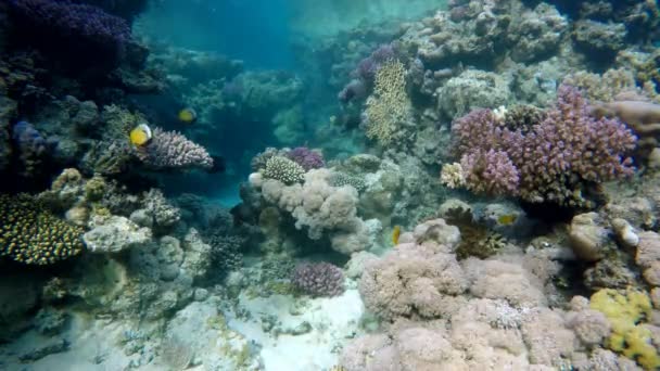 Korálový útes. Ryby korálového útesu.