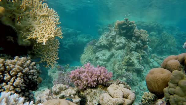 Buceo en un arrecife tropical . — Vídeos de Stock