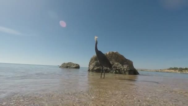 El pájaro en la orilla de un mar tropical . — Vídeos de Stock