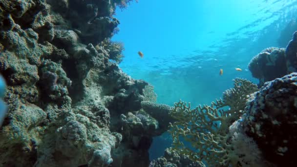 Arrecife de coral. Peces del arrecife de coral . — Vídeo de stock