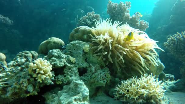 Arrecife de coral. Peces del arrecife de coral . — Vídeo de stock