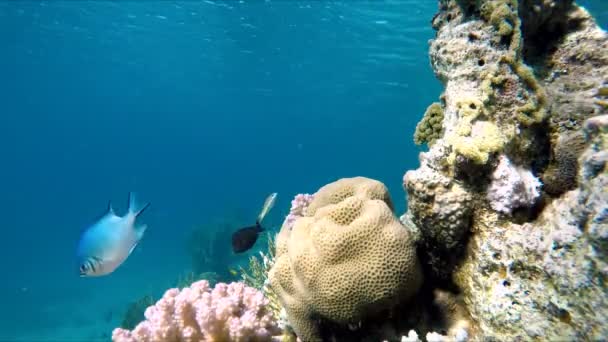 Bajo el agua.Coral, Mar , — Vídeo de stock