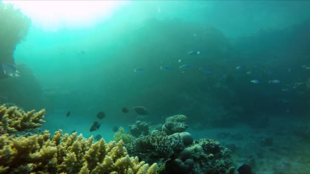 Πολύχρωμα κοράλλια. Το βάθος του ωκεανού. — Αρχείο Βίντεο