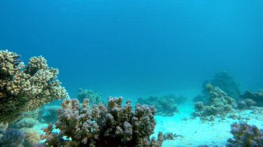 Bir tropik resif dalış. Sıcak tropikal deniz.