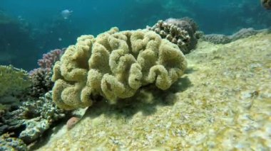 Renkli mercan. Sualtı, okyanus,