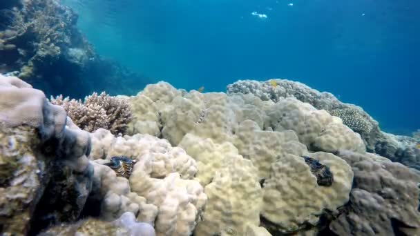 Тепле тропічне море. життя підводних човнів . — стокове відео