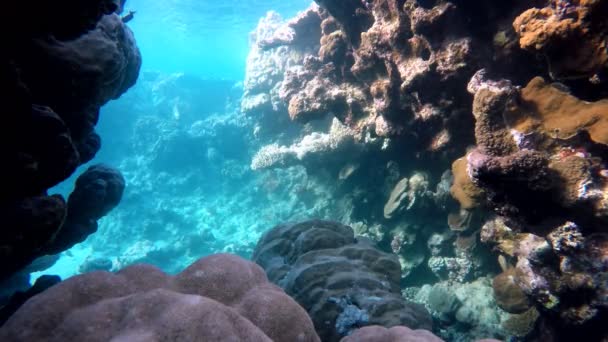 Жизнь под водой. Дайвинг на тропическом рифе . — стоковое видео