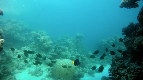 Hermoso arrecife de coral. La vida en el océano . — Vídeos de Stock