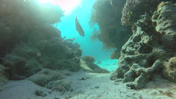 Ubådsliv. Smukke koralrev . – Stock-video