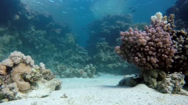 La vie dans l'océan. Le monde sous l'eau — Video