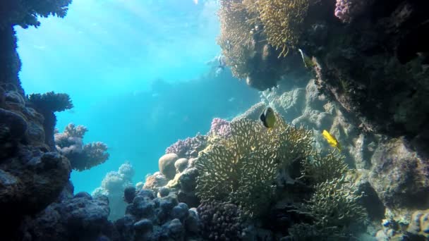 Peixes exóticos. Flores de coral . — Vídeo de Stock