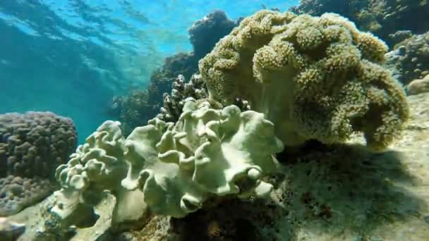 Mergulho no oceano. Natureza, Tropical , — Vídeo de Stock