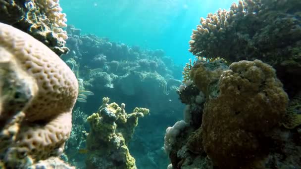 美しいサンゴ礁。魚、水中, — ストック動画