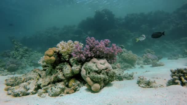 La profondita 'dell'oceano. Mare, barriera corallina , — Video Stock