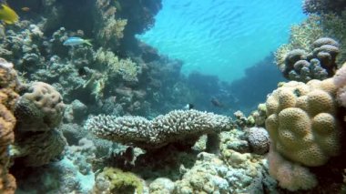 Dalış, lagün, denizaltı hayat.