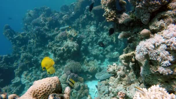 Snorkeling, Lagoon, Clear water. — Stock Video