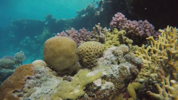 Marina, Agua, Submarino, Océano, La belleza del mundo submarino . — Vídeo de stock