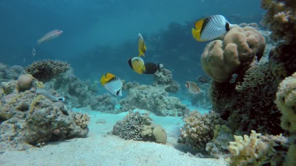 Barriera corallina, pesce, pesci esotici . — Video Stock