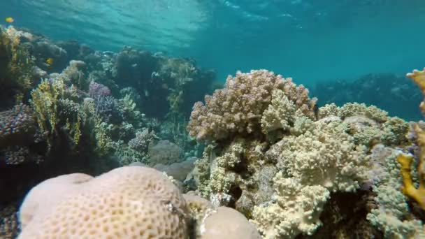 Coral, mar, recife de coral . — Vídeo de Stock