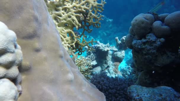 Bajo el agua. Coral, Mar , — Vídeo de stock