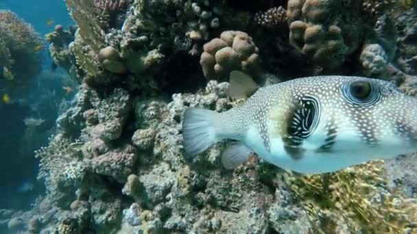 Pesci tropicali. Mare, barriera corallina , — Video Stock