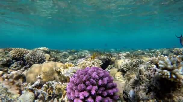 Теплое тропическое море. Подводные лодки . — стоковое видео