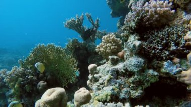 Hayat su altında. Bir tropik resif dalış.