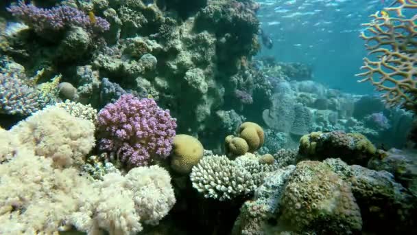 Hermoso arrecife de coral. La vida en el océano . — Vídeos de Stock