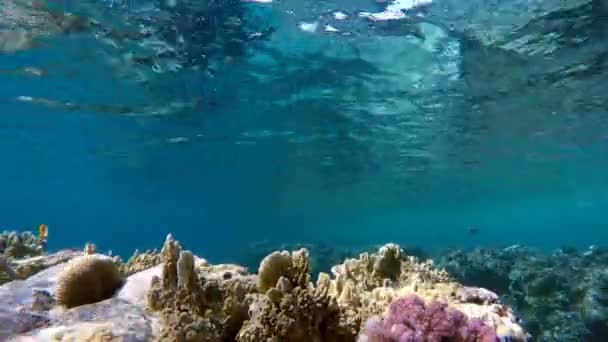 Το βάθος του ωκεανού. Κοραλλιογενής ύφαλος. — Αρχείο Βίντεο