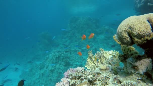 Agua clara. Aventura submarina . — Vídeo de stock