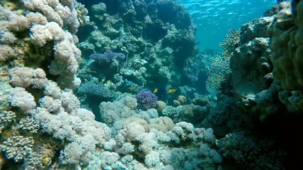 Buceo en un arrecife tropical. Mar tropical cálido . — Vídeo de stock