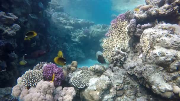 Mercan kayalığı. Renkli mercan. — Stok video