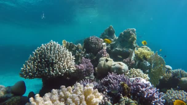 Vis van het koraalrif. De diepte van de Oceaan. — Stockvideo